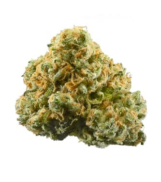 Auto Pineapple Pulse > Original Sensible Seeds | Autoflowering Hanfsamen  |  Hybrid